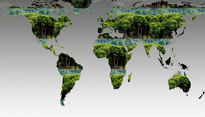 Graphic of the world's rainforest