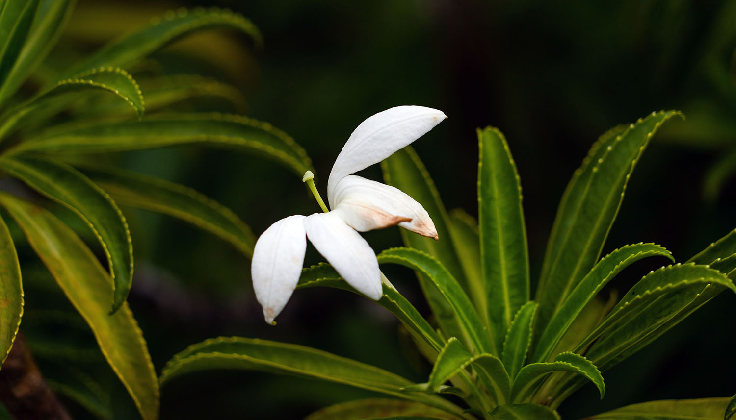 One in three plants call islands home