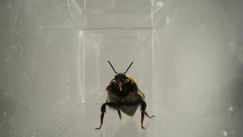 Bumblebee