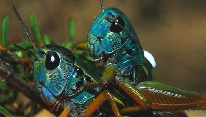 Male K. tristis grasshoppers in turquoise colouring. Image courtesy of Dr Kate Umbers