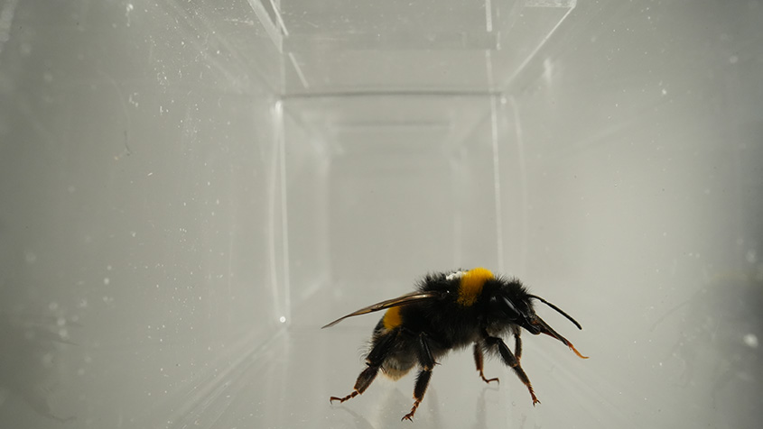 Bumblebee