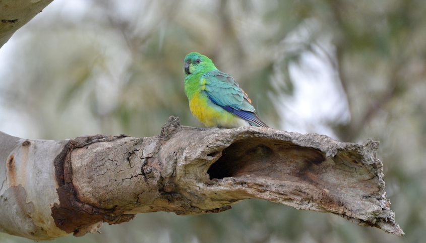 Bird in tree
