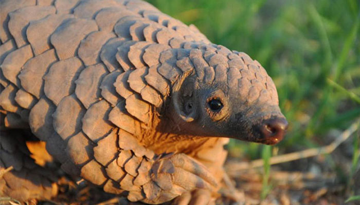 Why the notorious pangolin deserves our compassion | The Lighthouse