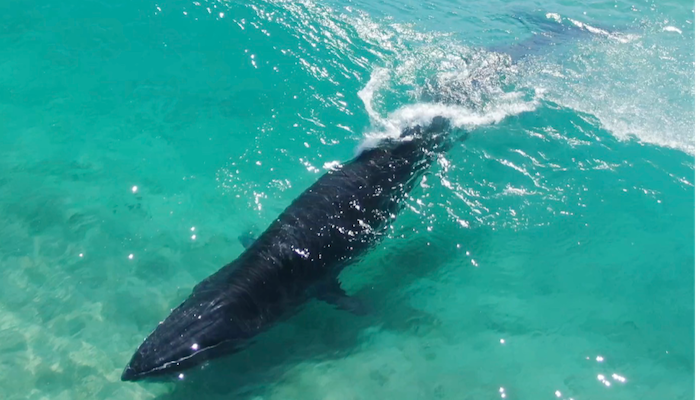 Surfing whales: citizen scientists help reveal behaviour of elusive tropical species