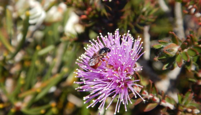 Bees climate change 3