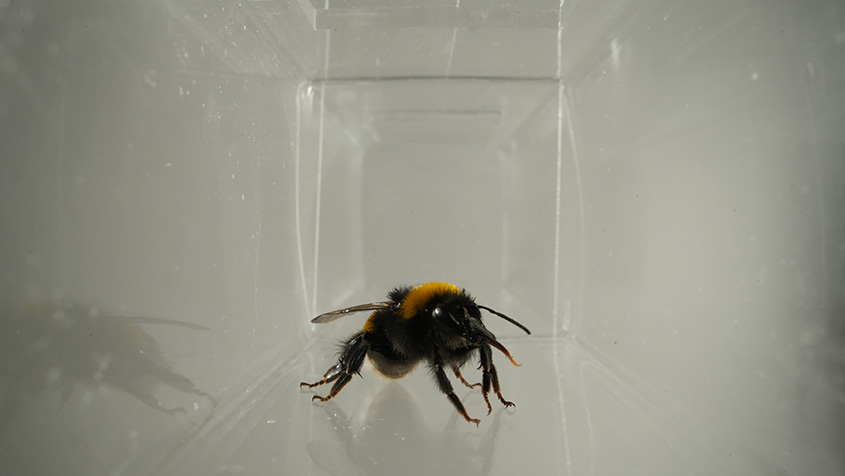 Bumblebee
