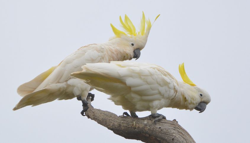 Sulphur-crested cockatoos