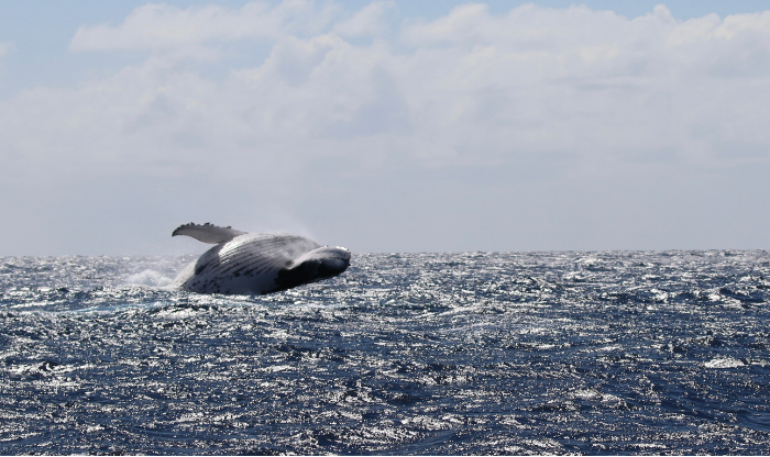 A whale in tonga.