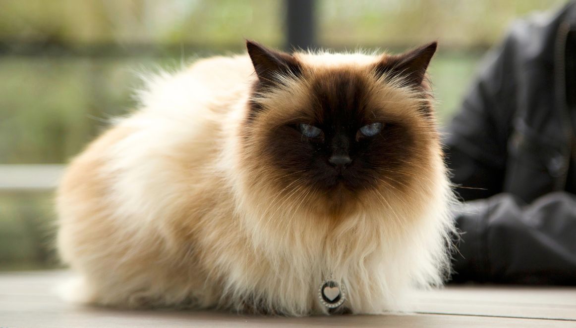 Pixie the cat