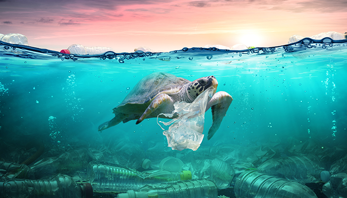 A turtle eating a plastic bag