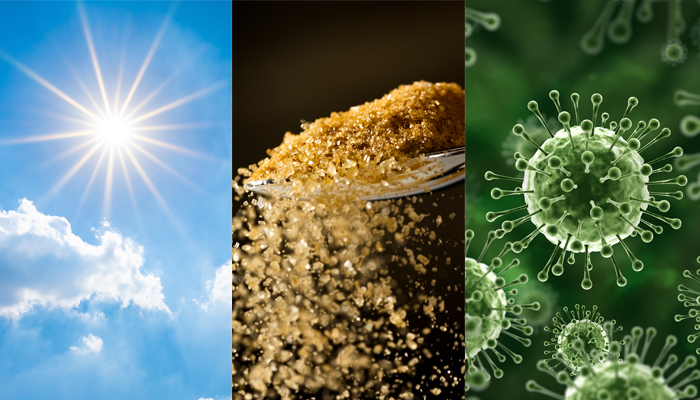 A composite picture of sunlight, cane sugar and bacteria