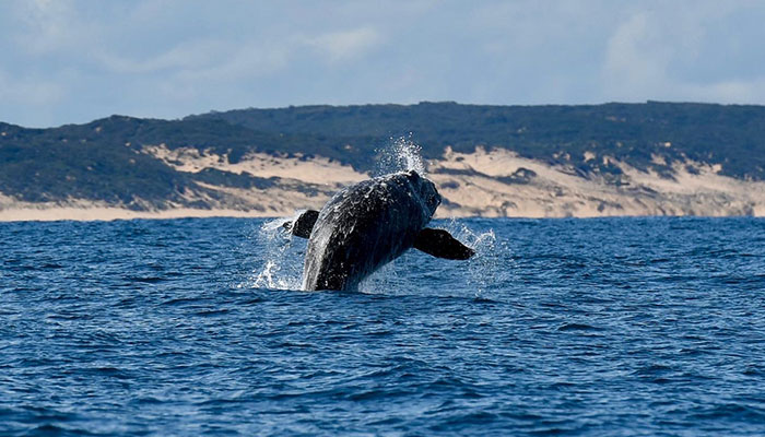 Whale skin samples reveal new ocean feeding grounds