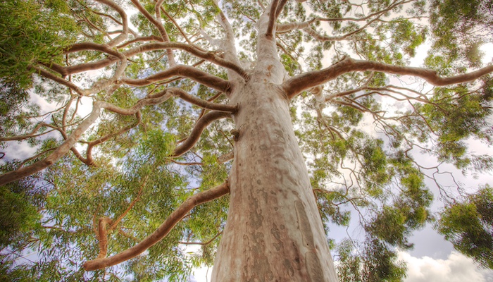 Tree stock image