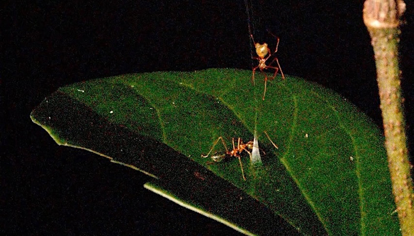 The ballista spider.