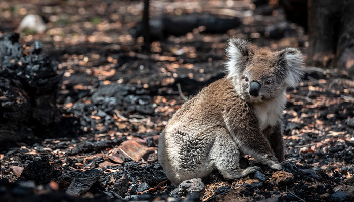 Koala in Victoria bushfire zone. Photo credit: Doug Gimesy
