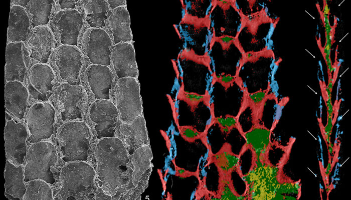 Early Cambrian Bryozoan fossil