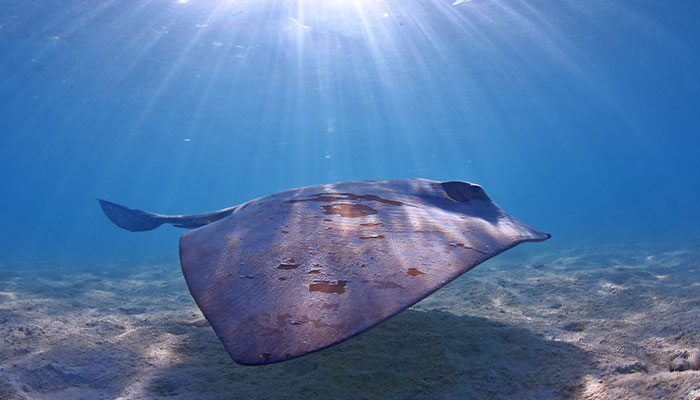 Stingray