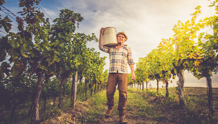 Why hasn't organic wine taken off in Australia?
