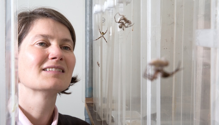 Professor Marie Herberstein in laboratory with spiders: