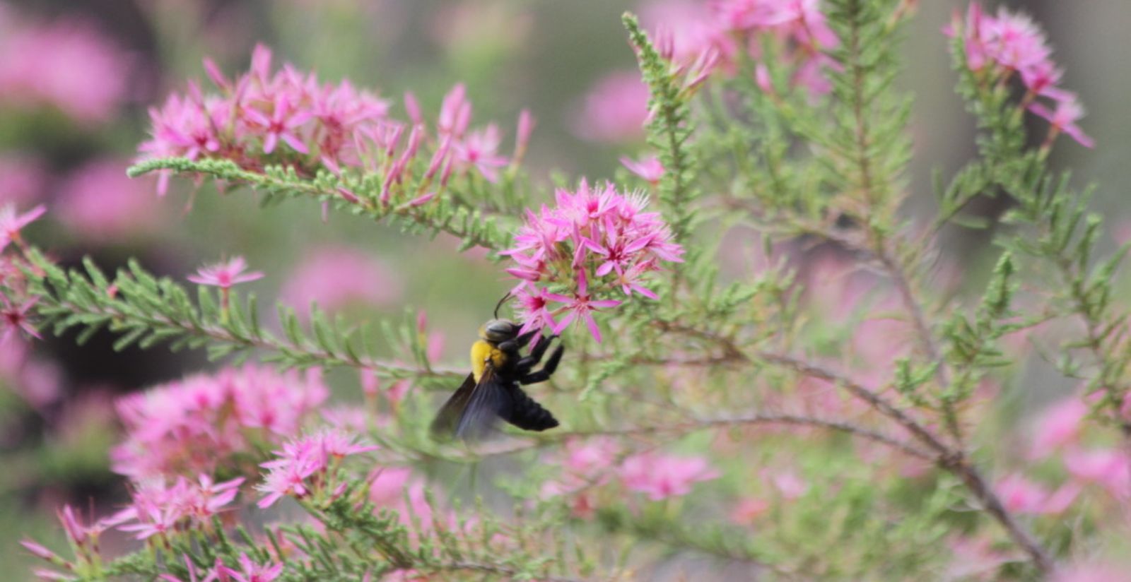 Bees carousel