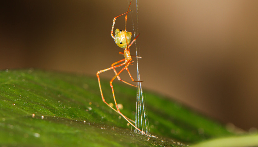 The ballista spider.
