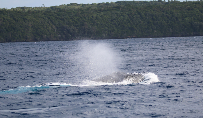 A whale in Tonga. 