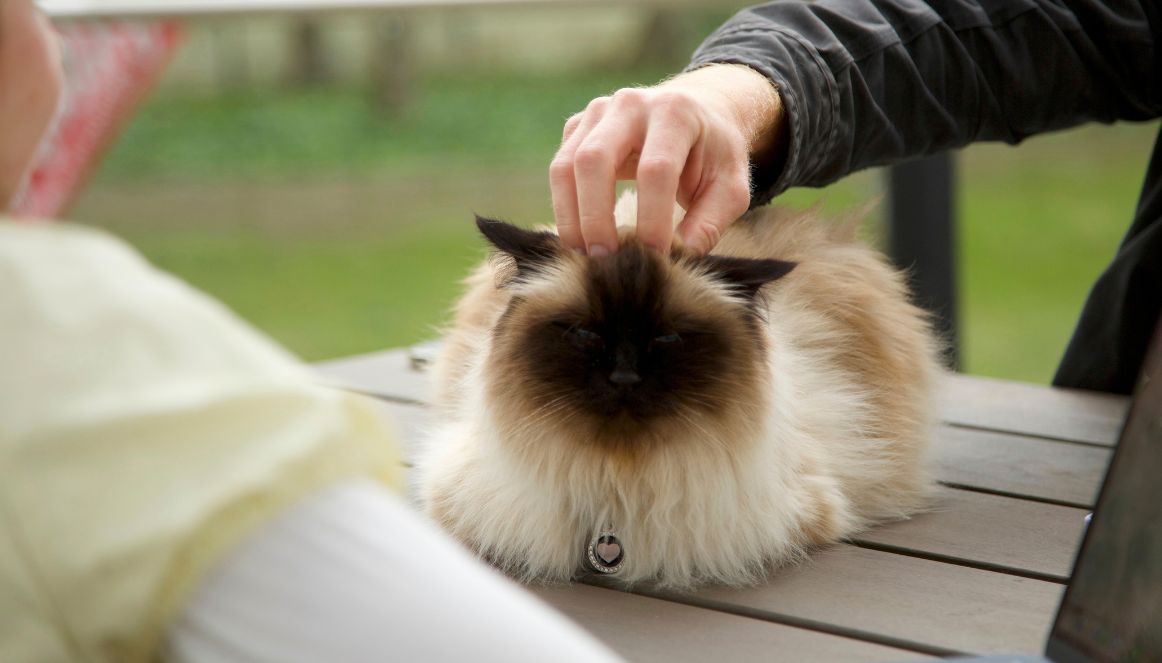 Pixie the cat