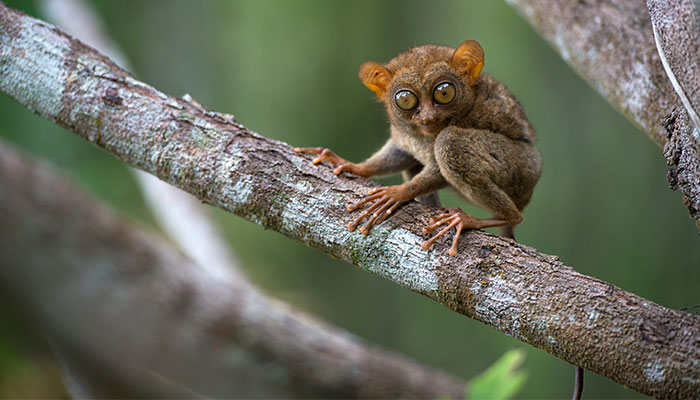 Tarsier monkey from the Philippines
