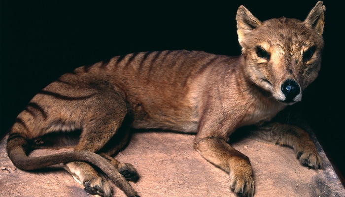 A thylacine