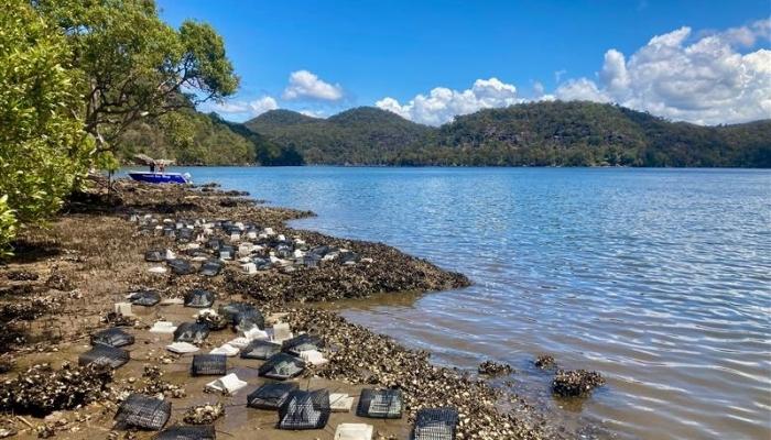 Test habitat units in place at an intertidal oyster reef in Porto Bay, Hawkesbury River