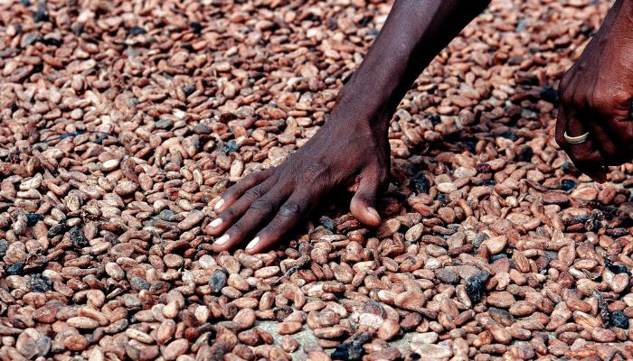 Drying of cocoa beans after breaking the cocoa beans, natural sun drying