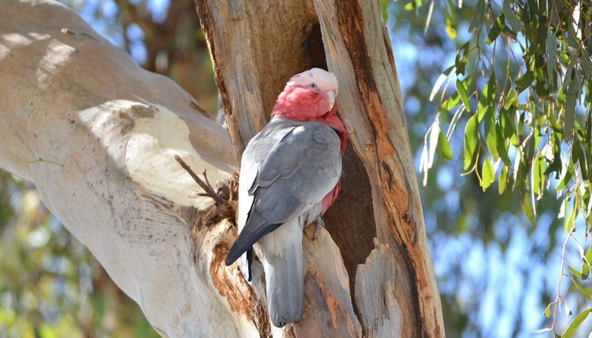 Bird in tree