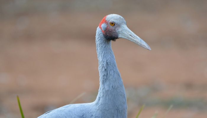 A southeastern Brolga
