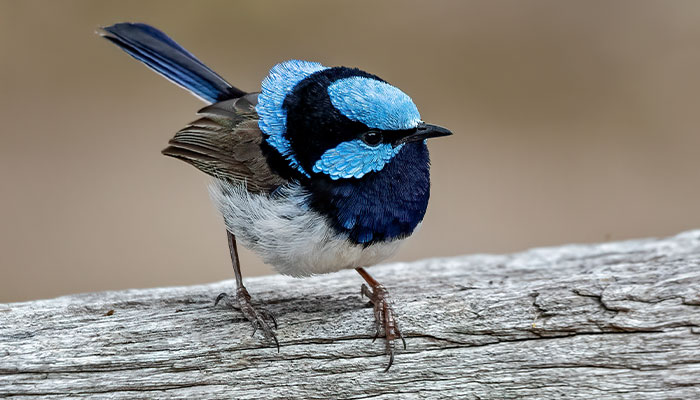 superb fairy wren