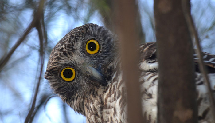 Powerful owl