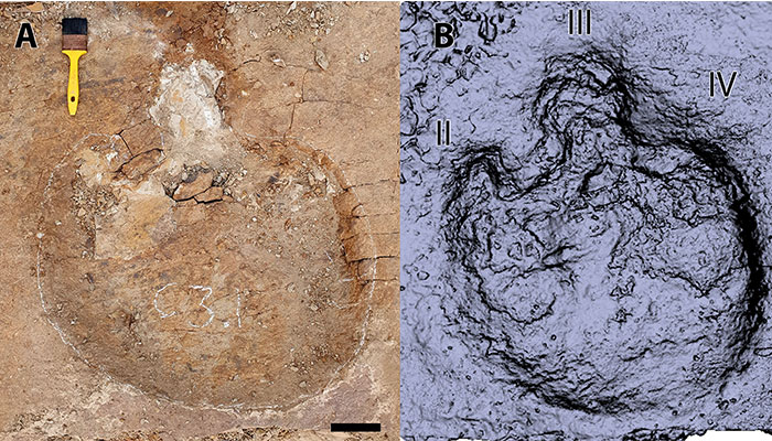 Dinosaur footprint