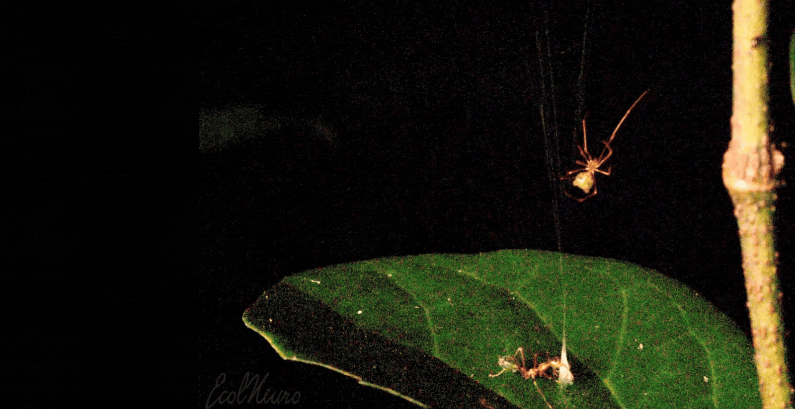 Balissta spider GIF