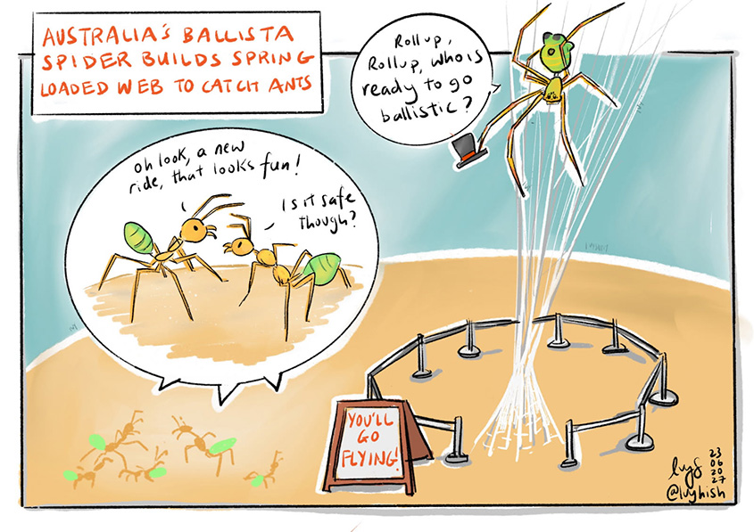 Ivy Shih cartoon. 