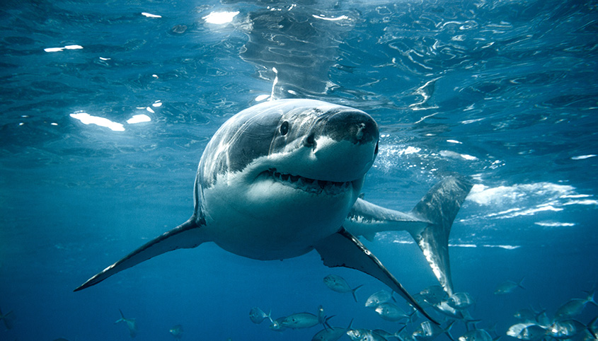 A Great White shark pictured in South Australia. 