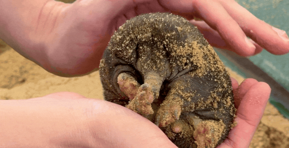 Puggle gif 2
