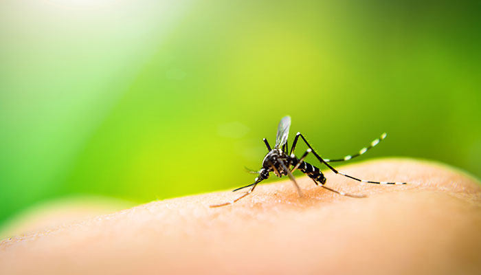 Please explain: what is the point of mosquitoes? | The Lighthouse
