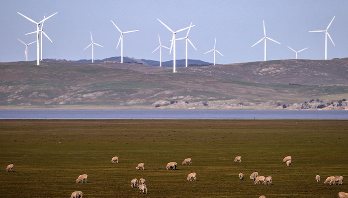 Sheep graze in front of wind turbines on Lake George, NSW