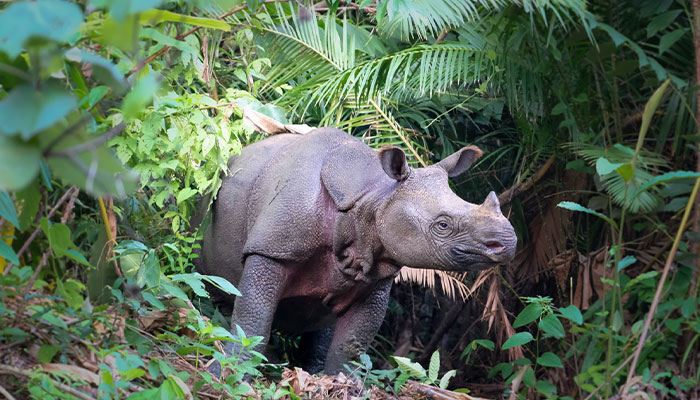 Javan rhinoceros.