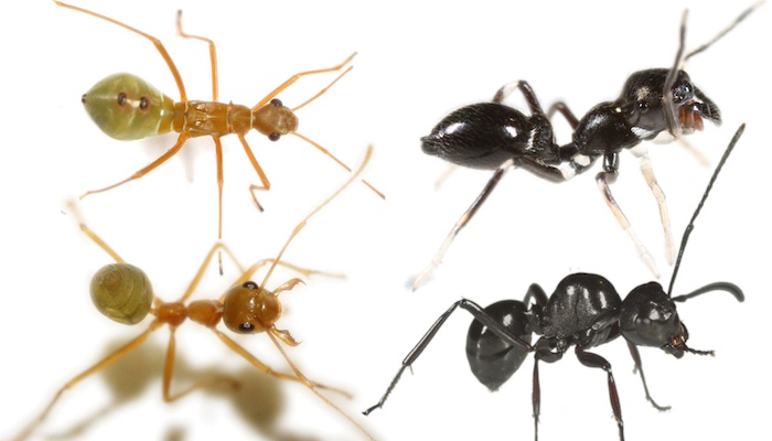 Why near enough is good enough for ant-mimicking spiders