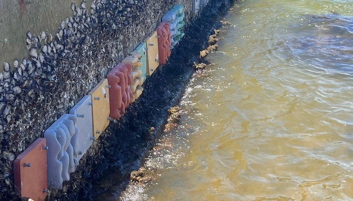 The Living Seawalls Project coloured concrete research
