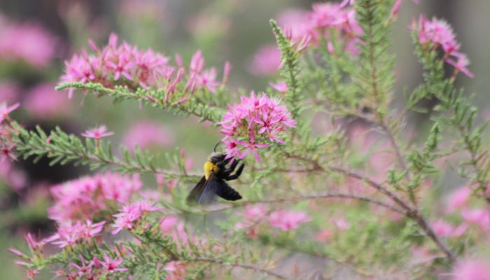 Bees climate change 1