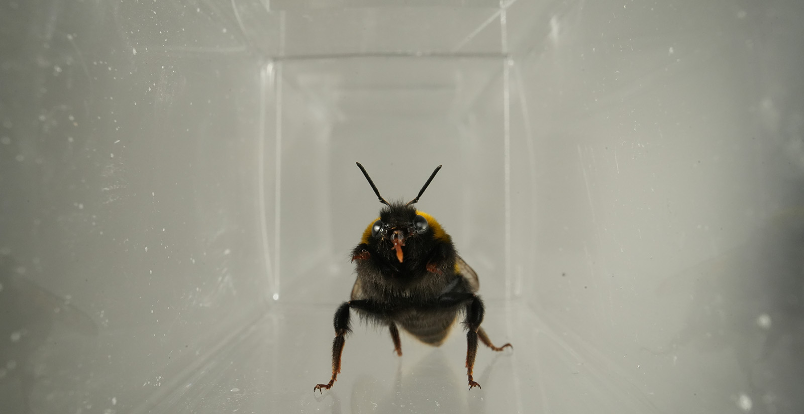 Bumblebee