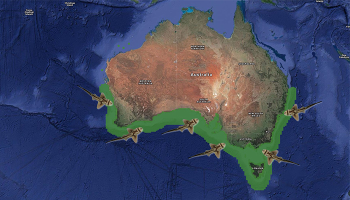 A map showing where Port Jackson sharks are located in Australia