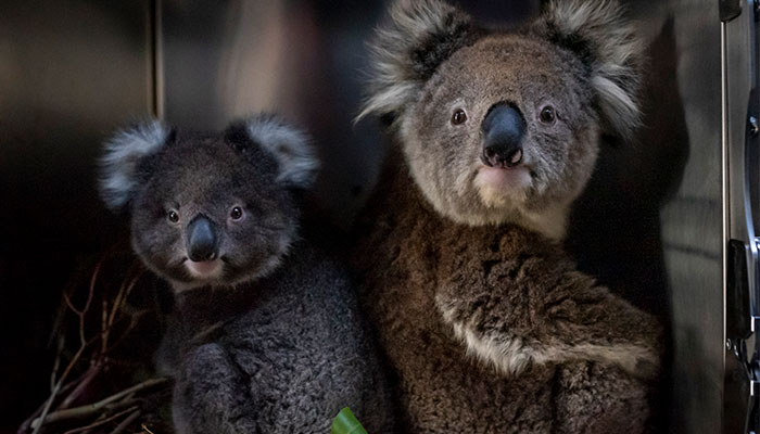 Fire-affected koalas needing wildlife treatment