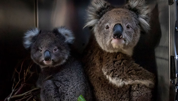 Fire-affected koalas